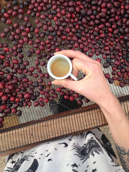 Member - Espresso / Omni Roasts