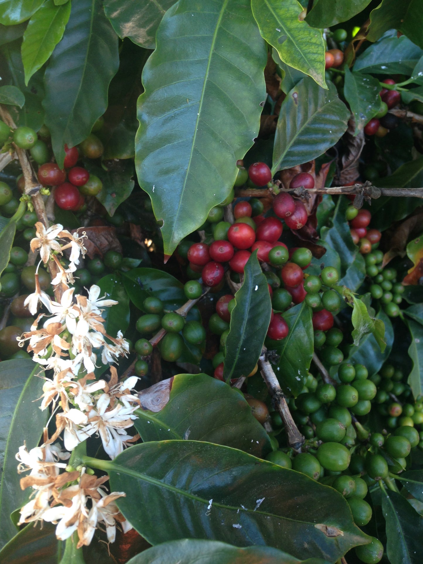 Member - Warm & Traditional Flavors