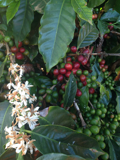 Member - Warm & Traditional Flavors